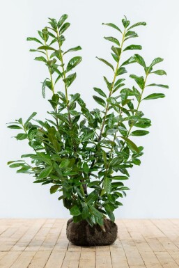 Laurier-palme / Prunus Laurocerasus Novita 100-125 cm