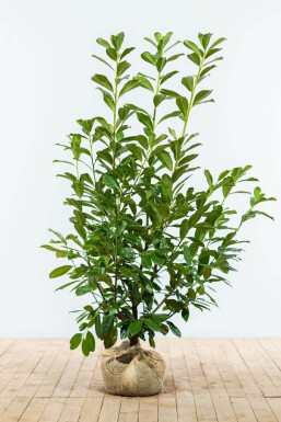 Laurier-palme / Prunus Laurocerasus Novita 125-150 cm