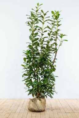 Laurier-palme / Prunus Laurocerasus Novita 150-175 cm