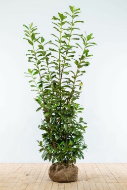 Laurier-palme / Prunus Laurocerasus Novita 175-200 cm