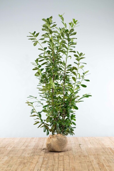 Laurier-palme / Prunus Laurocerasus Novita 200-225 cm