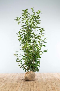 Laurier-palme / Prunus Laurocerasus Novita 200-225 cm