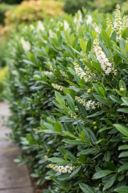 Laurier-cerise / Prunus Laurocerasus Otto Luyken 40-50 cm - Motte