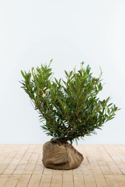 Prunier laurier-cerise Prunus laurocerasus 'Otto Luyken' Haie 50-60 Motte