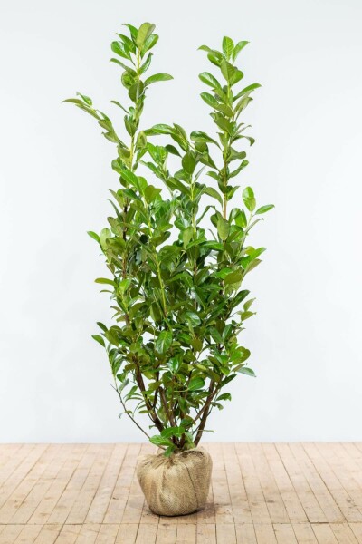 Laurier-palme / Prunus Laurocerasus Rotundifolia 150-175 cm
