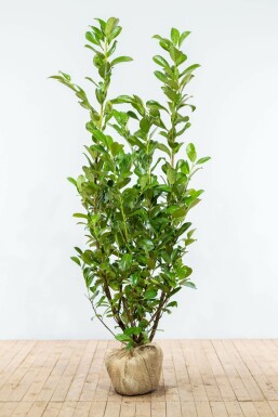 Prunier laurier-cerise Prunus laurocerasus 'Rotundifolia' Haie 150-175 Motte