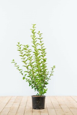 Troène à feuilles ovales Ligustrum ovalifolium Haie 40-60 Pot Troène de Californie / Ligustrum Ovalifolium 40-60 cm