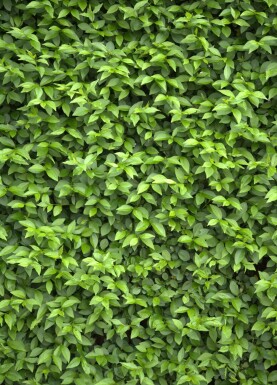 Troène de Californie / Ligustrum Ovalifolium 40-60 cm - Pot