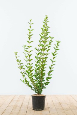 Troène à feuilles ovales Ligustrum ovalifolium Haie 60-80 Motte Troène de Californie / Ligustrum Ovalifolium 60-80 cm