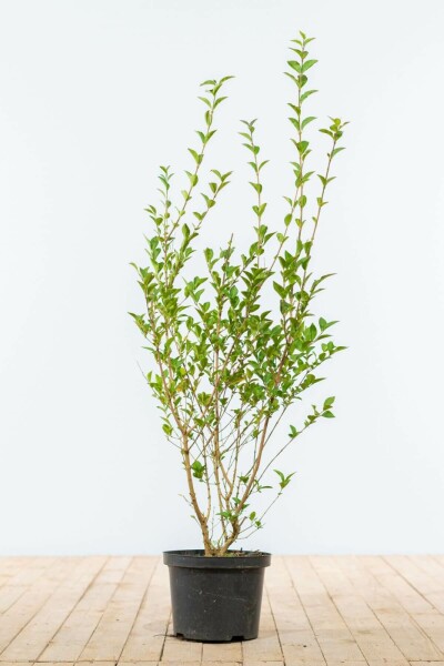 Troène de Californie / Ligustrum Ovalifolium 80-100 cm