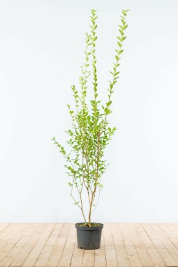 Troène à feuilles ovales Ligustrum ovalifolium Haie 150-175 Motte Troène de Californie / Ligustrum Ovalifolium 150-175 cm