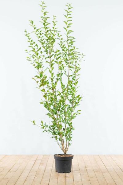 Troène de Californie / Ligustrum Ovalifolium 175-200 cm