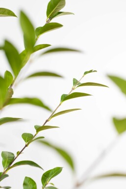 Troène de Californie / Ligustrum Ovalifolium 175-200 cm