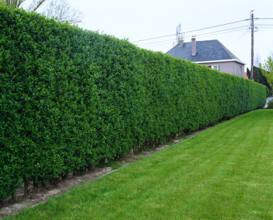 Troène de Californie / Ligustrum Ovalifolium 175-200 cm
