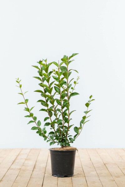 Troène Commun / Ligustrum Vulgare 40-60 cm