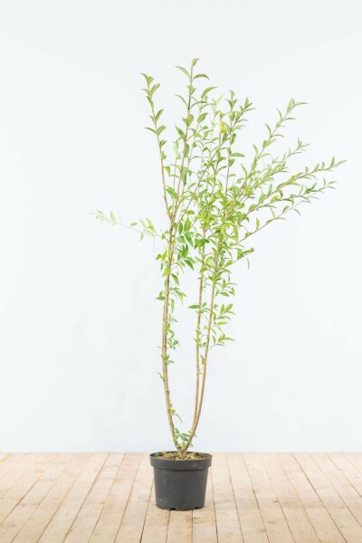 Troène Commun / Ligustrum Vulgare 125-150 cm