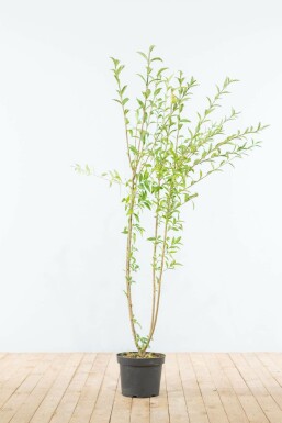 Troène Commun / Ligustrum Vulgare 125-150 cm