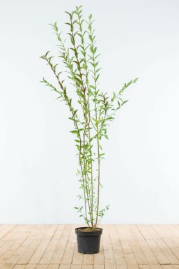 Troène Commun (Ligustrum Vulgare) En Pot 3L - Hauteur 80-100 Cm, Fleurs Blanches été, Persistant - Haie, Jardin