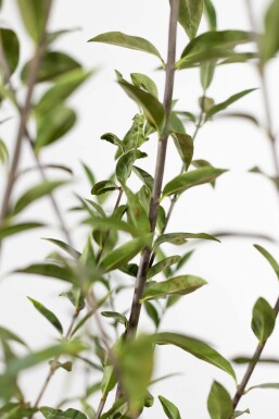 Troène Commun / Ligustrum Vulgare 150-175 cm