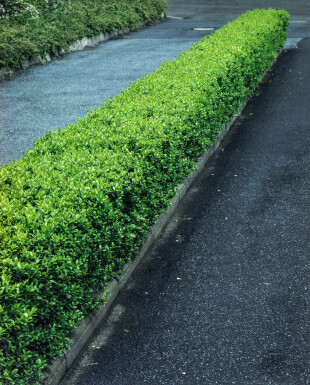 Troène Commun / Ligustrum Vulgare 150-175 cm