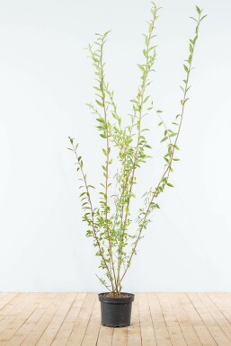 Troène commun Ligustrum vulgare Haie 175-200 Motte Troène Commun / Ligustrum Vulgare 175-200 cm