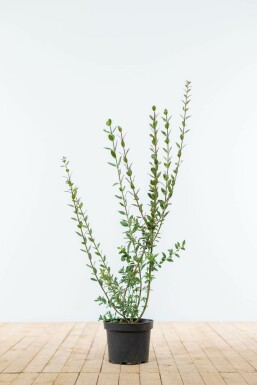 Troène commun Ligustrum vulgare 'Atrovirens' Haie 60-80 Motte Troène / Ligustrum Vulgare Atrovirens 60-80 cm