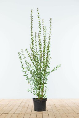 Troène commun Ligustrum vulgare 'Atrovirens' Haie 80-100 Motte Troène / Ligustrum Vulgare Atrovirens 80-100 cm