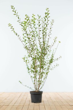 Troène commun Ligustrum vulgare 'Atrovirens' Haie 100-125 Motte Troène / Ligustrum Vulgare Atrovirens 100-125 cm