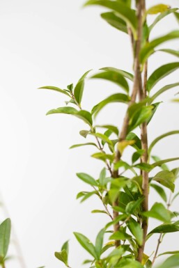 Troène / Ligustrum Vulgare Atrovirens 100-125 cm
