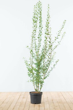 Troène commun Ligustrum vulgare 'Atrovirens' Haie 125-150 Motte Troène / Ligustrum Vulgare Atrovirens 125-150 cm