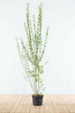 Troène commun Ligustrum vulgare 'Atrovirens' Haie 150-175 Motte Troène / Ligustrum Vulgare Atrovirens 150-175 cm