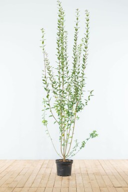 Troène commun Ligustrum vulgare 'Atrovirens' Haie 175-200 Motte Troène / Ligustrum Vulgare Atrovirens 175-200 cm