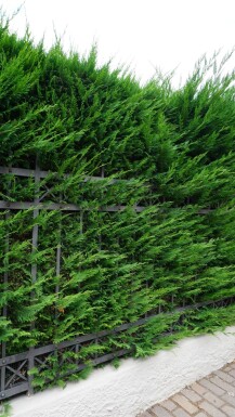 Cypres De Leyland Cupressocyparis Leylandii 150-175 cm