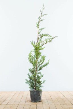 Cyprès de Leyland Cupressocyparis leylandii Haie 80-100 Motte Cypres De Leyland Cupressocyparis Leylandii 80-100 cm