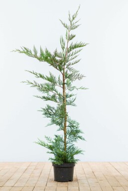 CyprĂšs de Leyland Cupressocyparis leylandii Haie 100-125 Motte Cypres De Leyland Cupressocyparis Leylandii 100-125 cm