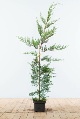 CyprĂšs de Leyland Cupressocyparis leylandii Haie 125-150 Motte Cypres De Leyland Cupressocyparis Leylandii 125-150 cm