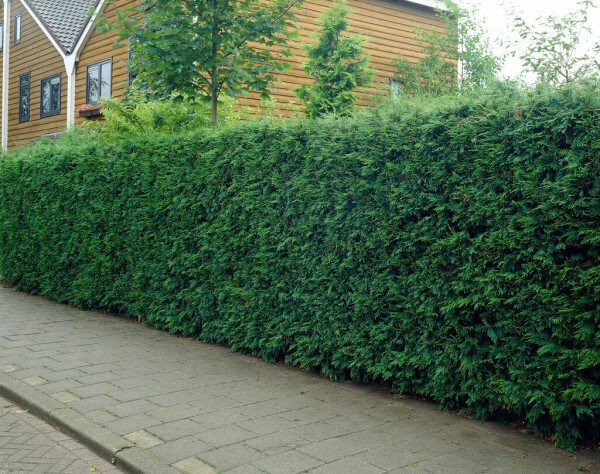 Cypres De Leyland Cupressocyparis Leylandii 125-150 cm