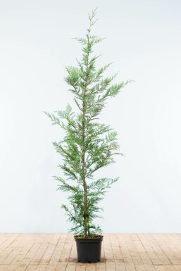 CyprĂšs de Leyland Cupressocyparis leylandii Haie 150-175 Motte Cypres De Leyland Cupressocyparis Leylandii 150-175 cm