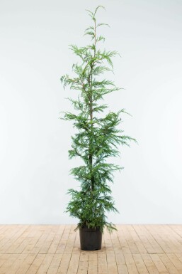 CyprĂšs de Leyland Cupressocyparis leylandii Haie 175-200 Motte Cypres De Leyland Cupressocyparis Leylandii 175-200 cm