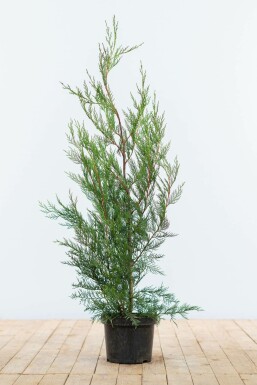 CyprĂšs de Leyland Cupressocyparis leylandii '2001' Haie 80-100 Motte Cypres / Cypres De Leyland 2001 80-100 cm