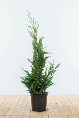 CyprĂšs de Leyland Cupressocyparis leylandii '2001' Haie 100-125 Motte Cypres / Cypres De Leyland 2001 100-125 cm