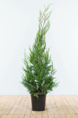 CyprĂšs de Leyland Cupressocyparis leylandii '2001' Haie 125-150 Motte Cypres / Cypres De Leyland 2001 125-150 cm