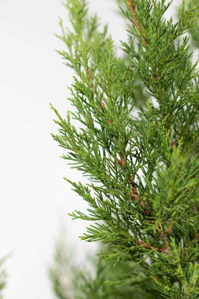 Cyprès de Leyland Cupressocyparis leylandii '2001' Haie 125-150 Motte Cypres / Cypres De Leyland 2001 125-150 cm