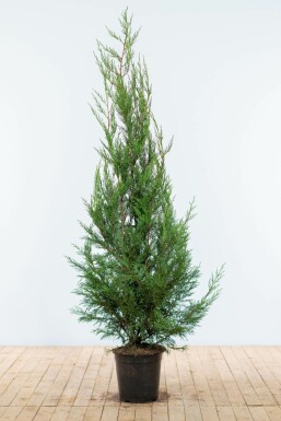 CyprĂšs de Leyland Cupressocyparis leylandii '2001' Haie 150-175 Motte Cypres / Cypres De Leyland 2001 150-175 cm