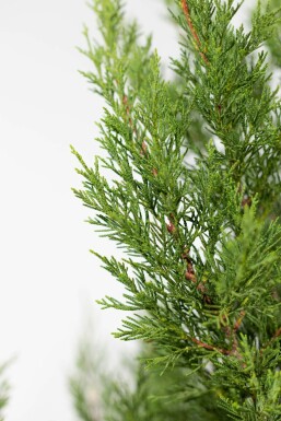 CyprĂšs de Leyland Cupressocyparis leylandii '2001' Haie 150-175 Motte Cypres / Cypres De Leyland 2001 150-175 cm