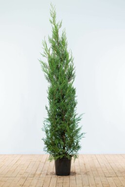CyprĂšs de Leyland Cupressocyparis leylandii '2001' Haie 175-200 Motte Cypres / Cypres De Leyland 2001 175-200 cm
