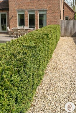 Thuya Plicata Atrovirens 175-200 cm