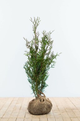 Thuya d'Occident Thuja occidentalis 'Atrovirens' Haie 60-80 Motte Thuya Plicata Atrovirens 60-80 cm