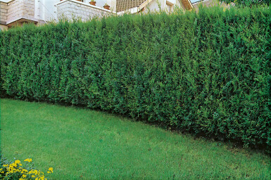 Thuya d'Occident Thuja occidentalis 'Atrovirens' Haie 60-80 Motte