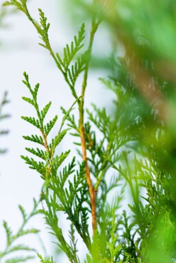 Thuya Plicata Atrovirens 100-125 cm